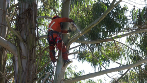 Tree trimming services Pensacola