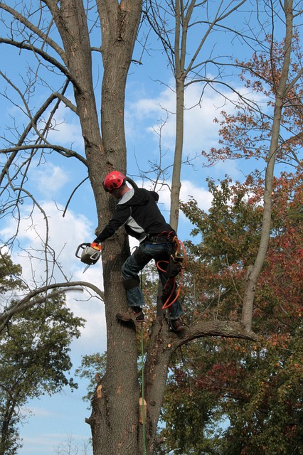 Arborists in Austin and Tech Trends